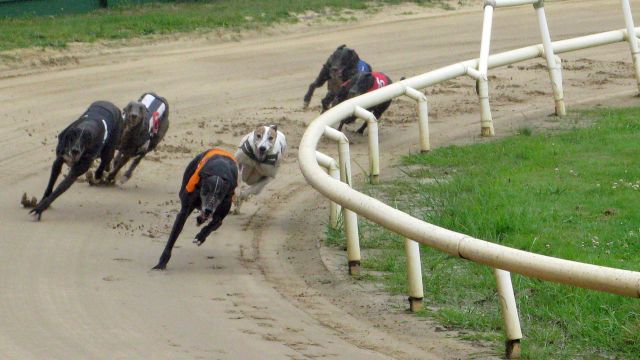 ebro dog track ebro dog track
